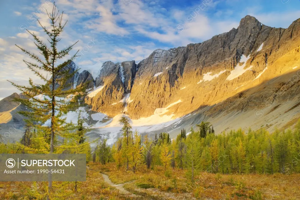 Alpine larch Larix lyallii on Tumbling Pass, the Rockwall Trail, Kootenay National Park, British Columbia, Canada