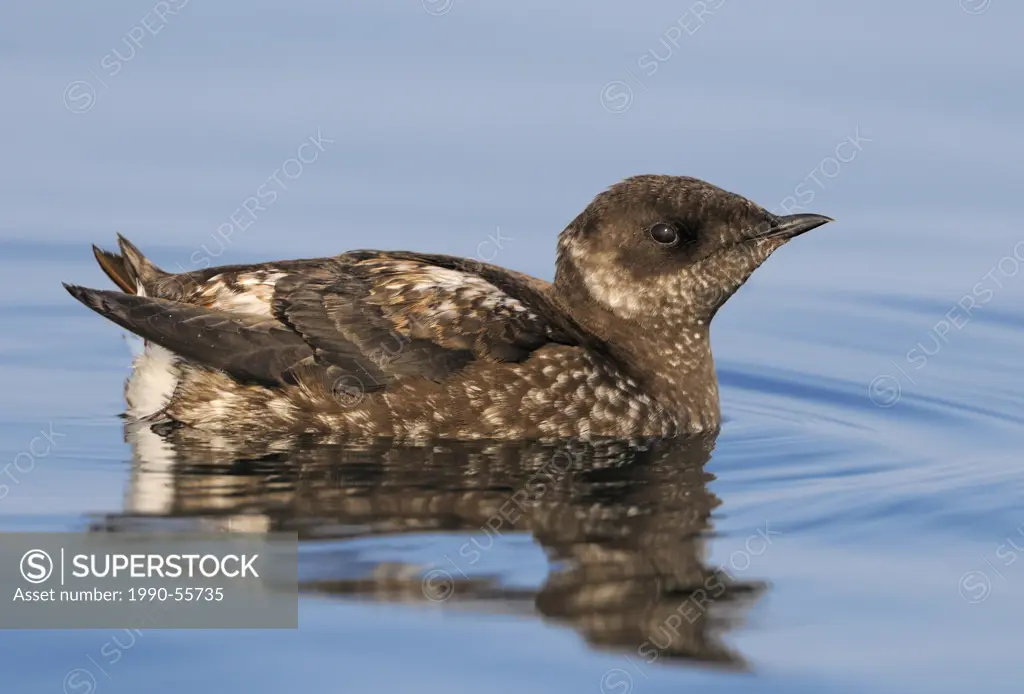 Marbled Murrelet Brachyramphus marmoratus in breeding plumage off Oak Bay waterfront _ Victoria BC, Canada