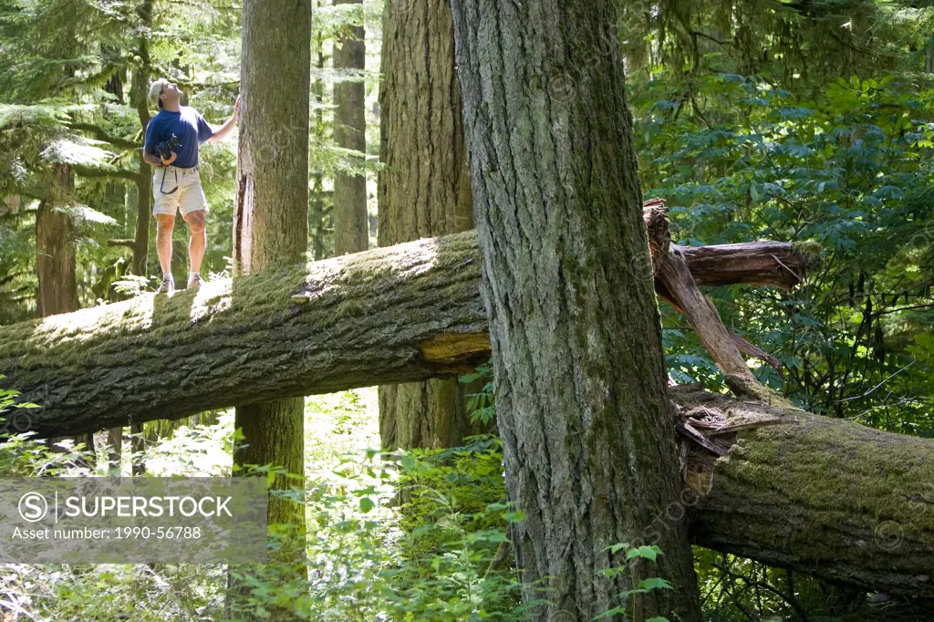 A Photographer admires the old growth trees in Cathedral Grove, Central Vancouver Island, British Columbia, Canada.