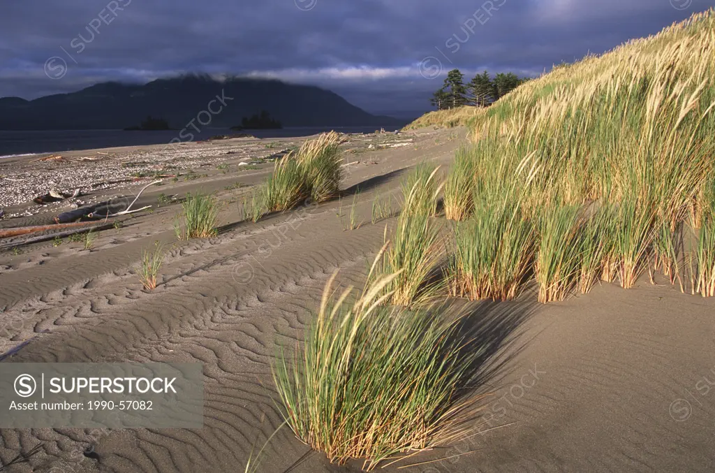 Whaler Island, sand dunes and grasses, Clayoquot Sound, Vancouver Island, British Columbia, Canada.