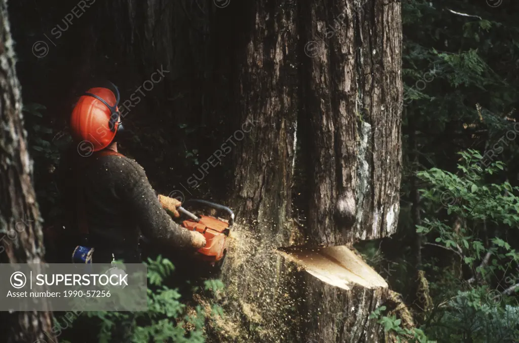 logging industry, tree faller cuts down cedar tree, Vancouver Island, British Columbia, Canada.