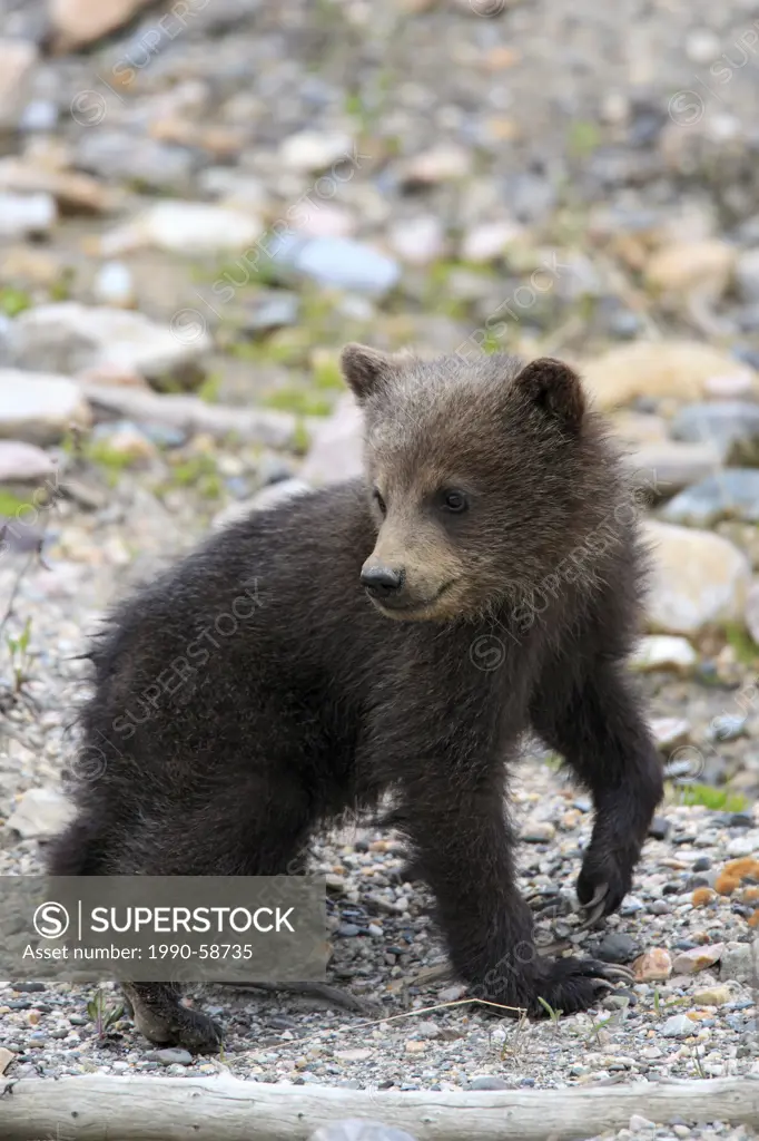 Grizzly bear cub, young of year