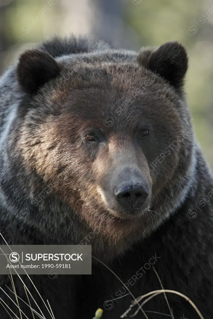 Grizzly bear in the Canadian Rockies