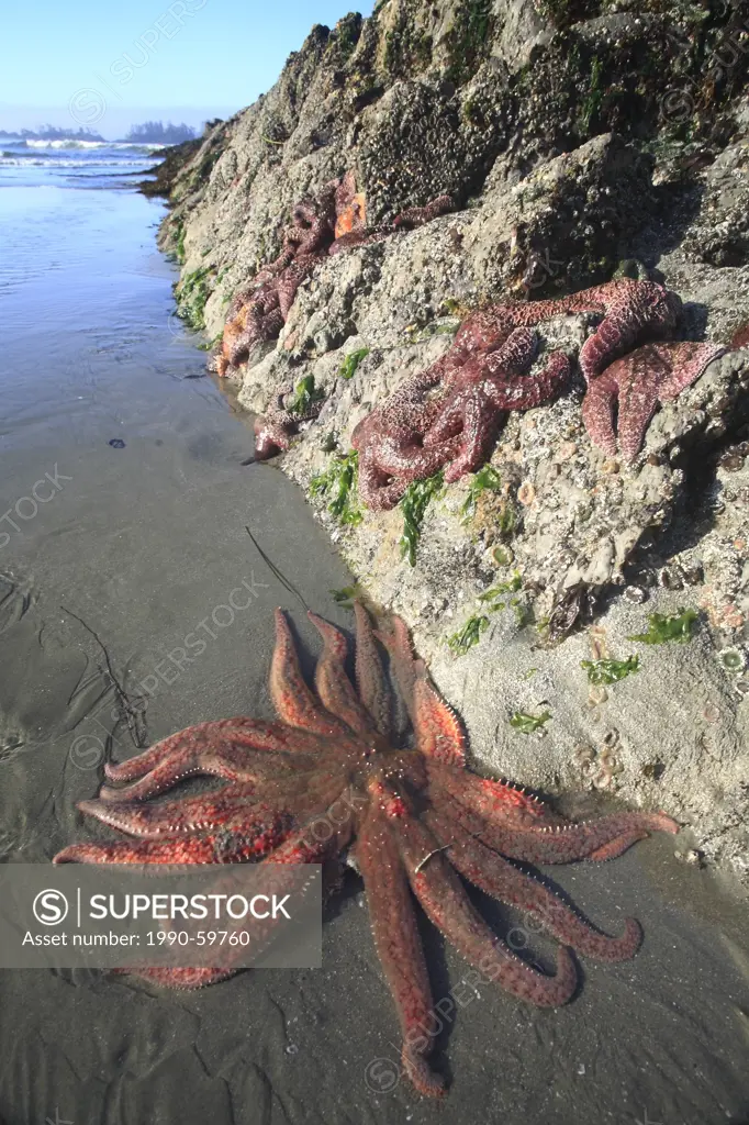 Sunflower Sea Star with Ocre Sea Stars at Chesterman Beach, Tofino, Vancouver Island, British Columbia