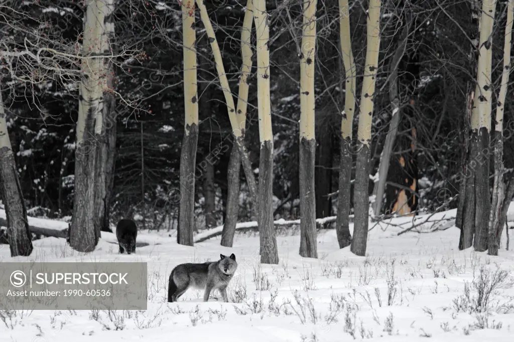 Wild black timber wolf Canis lupus, Banff National Park, Alberta, Canada