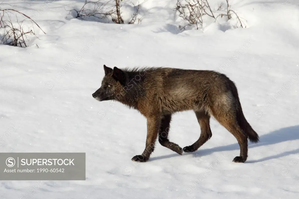 Wild black timber wolf Canis lupus, Banff National Park, Alberta, Canada