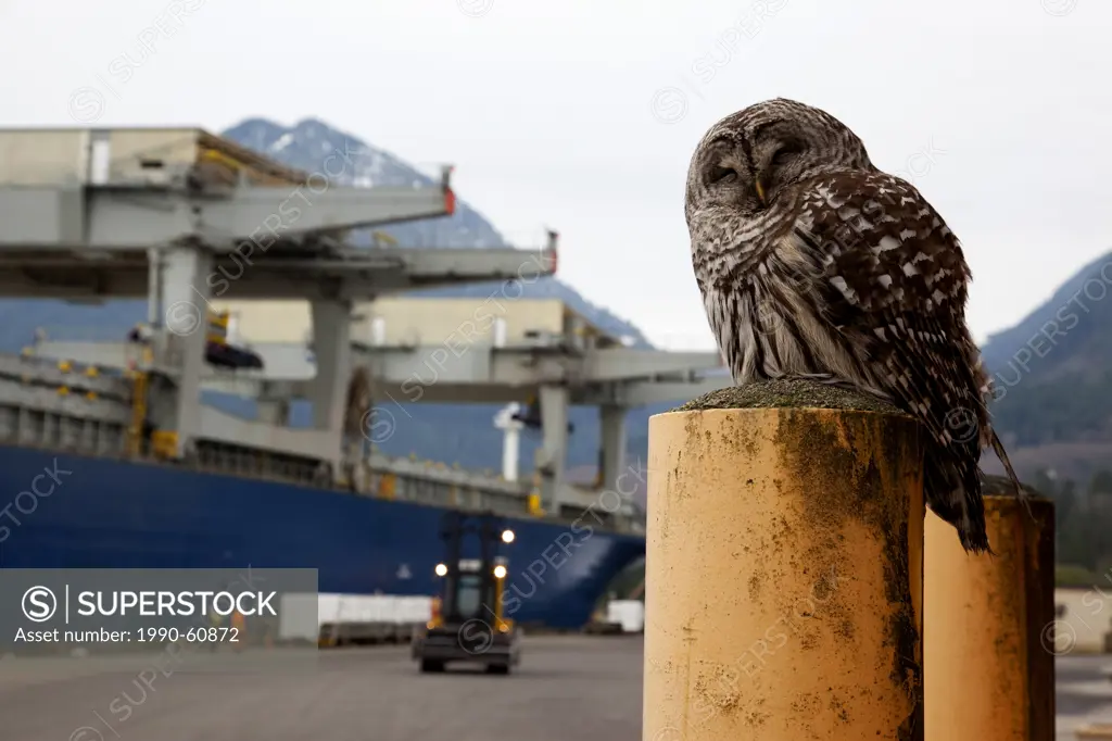 Barred Owl at Wharf, Shiploading Pulp, Port Mellon, Howe Sound, Sunshine Coast, B.C., Canada