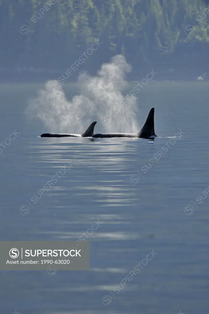 Killer whale Orcinus orca Resident pod in summer feeding territory, Johnstone Strait, Vancouver Island, British Columbia, Canada