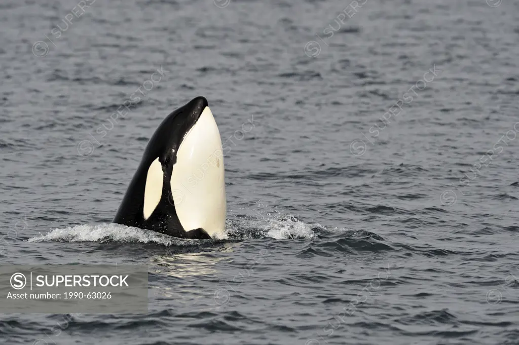 Killer whale Orcinus orca Transient pod hunting along the Inside Passage coastline, Johnstone Strait, Vancouver Island, British Columbia, Canada