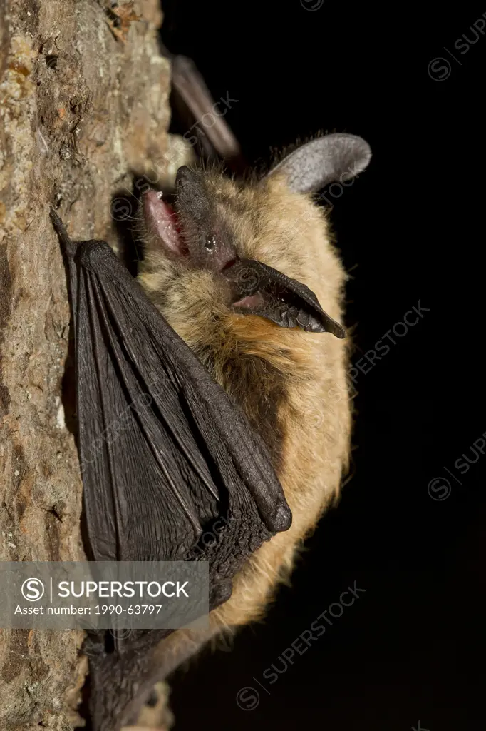 Keens Long_eared Myotis, Myotis keeni, Lillooet, BC, Canada