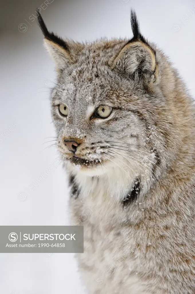 Canada lynx Lynx canadensis, Bozeman, Montana, USA