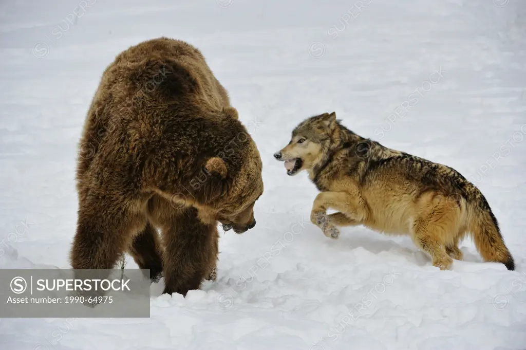 Gray wolf Canis lupus interacting with Grizzly bear Ursus arctos over food scraps, Bozeman, Montana, USA