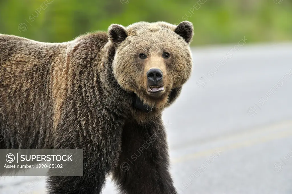 A close up encounter with an adult female grizzly bear as she crosses the highway making eye contact.