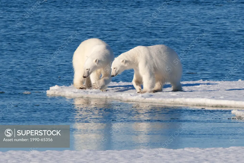 Adult polar bears Ursus maritimus interacting, Svabard Archipelago, Norwegian Arctic