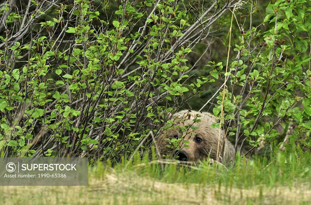 Female grizzly bear peeking through bushes