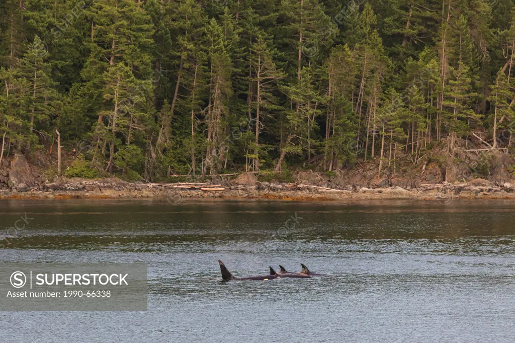 A transient pod of Orca Whales Orcinus orca feed off the Penn Islands in Sutil Channel British Columbia Canada.