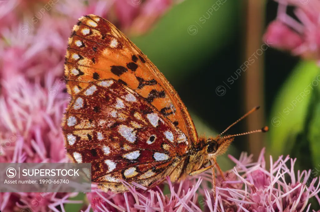 Aphrodite Fritillary Butterfly, Speyeria aphrodite ventral view