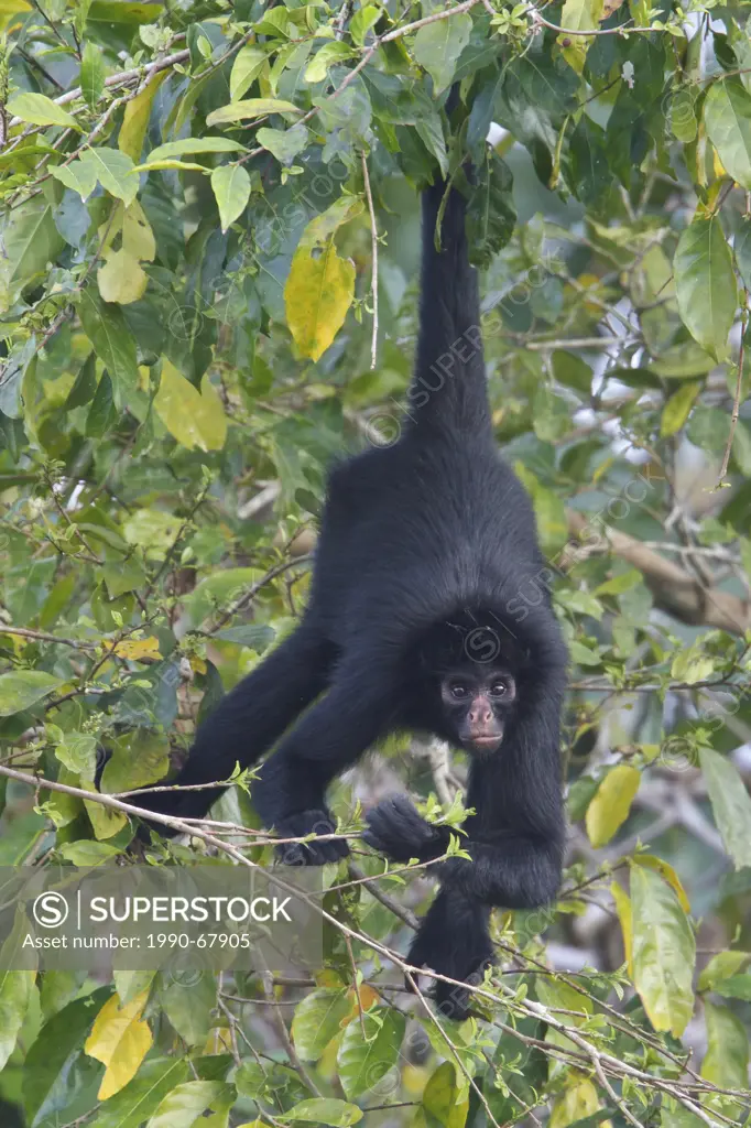 Black Spider Monkey