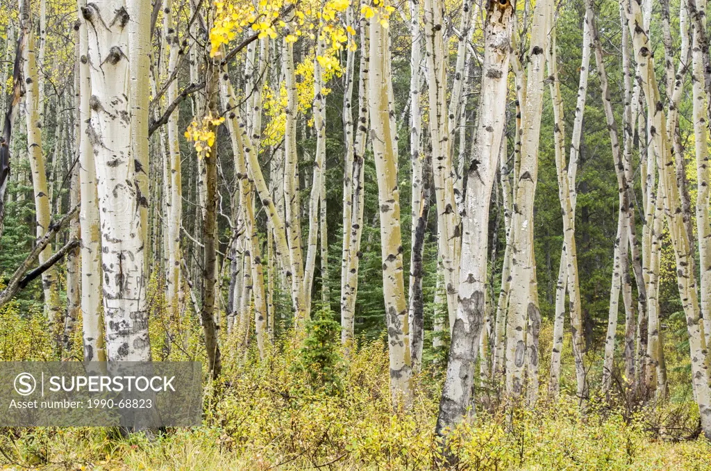 White Birch trees in Jasper National Park, Alberta, Canada.