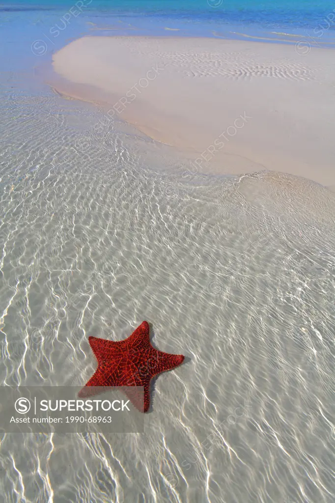 Starfish, Eleuthera, Bahamas