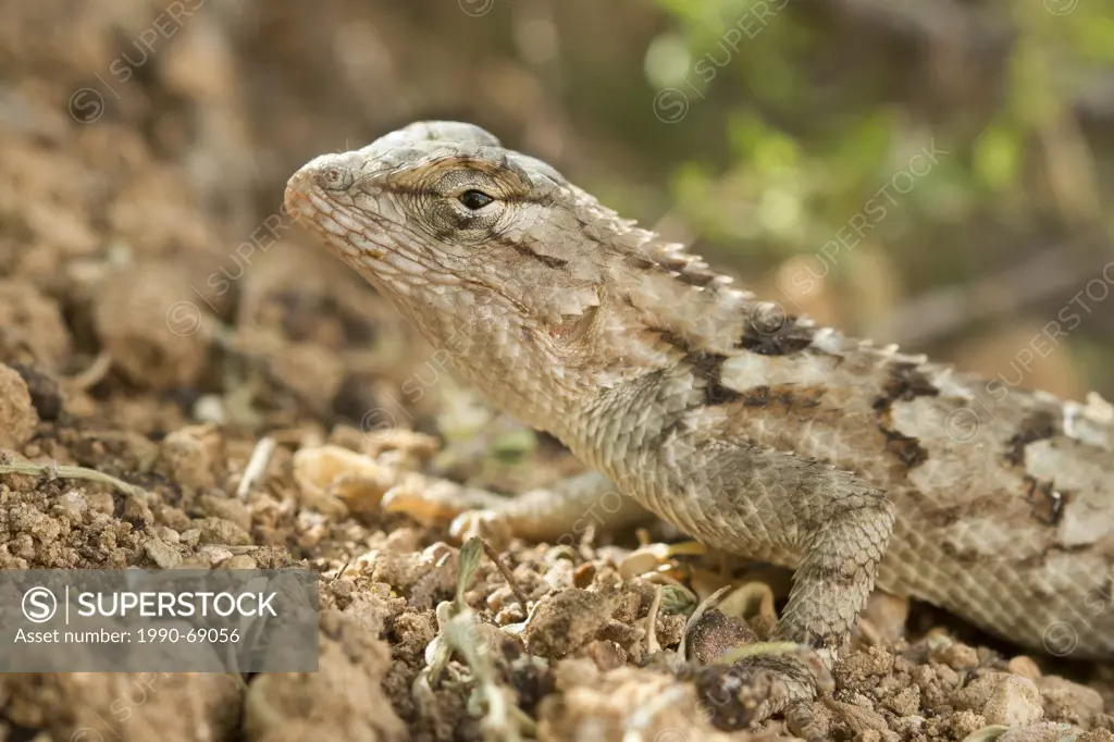 Western Fence Lizard, Sceloporus occidentalis, Arizona, USA