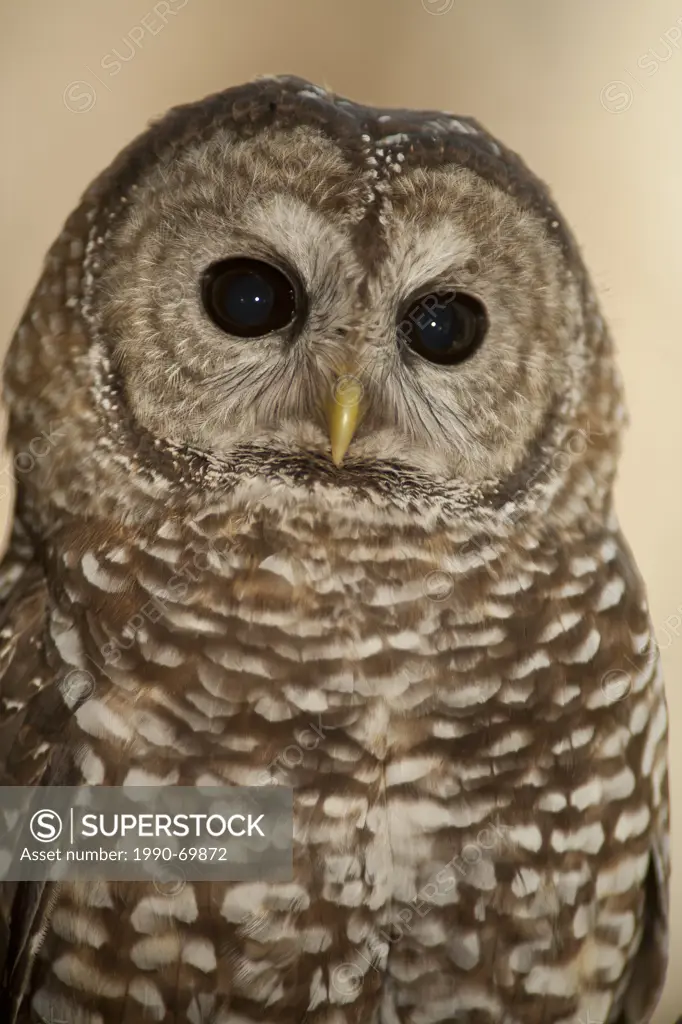 Spotted Owl, Strix occidentalis lucida, Huachuca Mtns, Arizona, USA