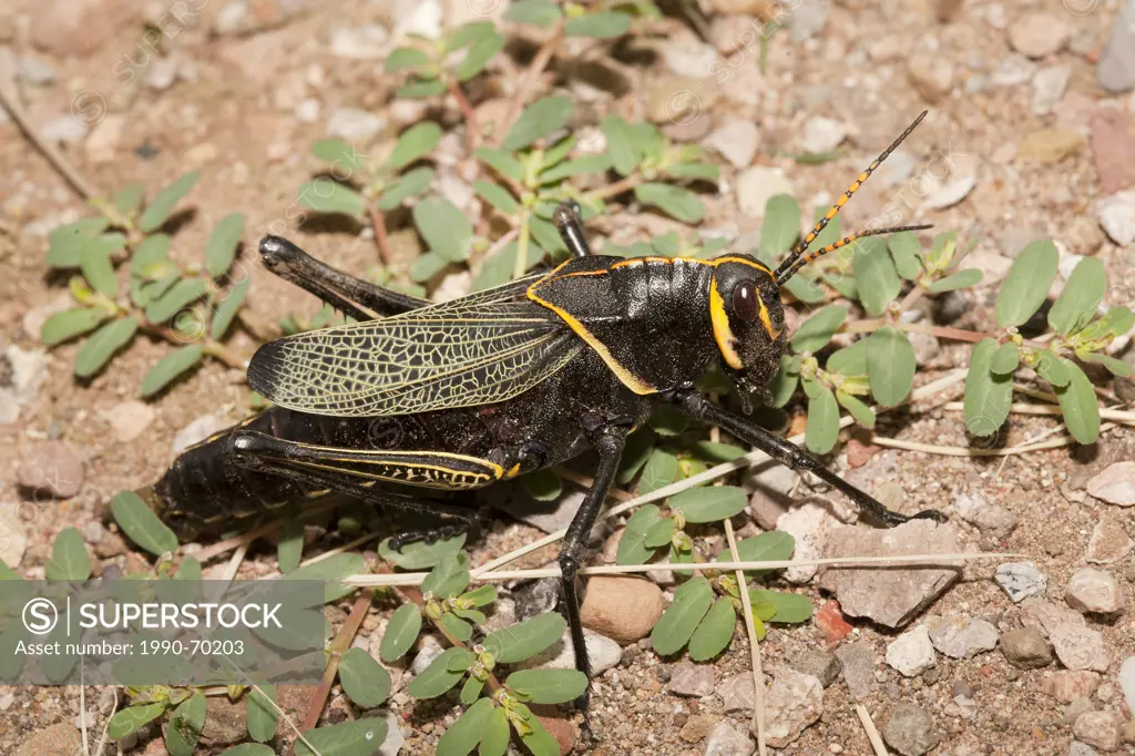 Horse Lubber Grasshopper, Taeniopoda eques, Arizona, USA