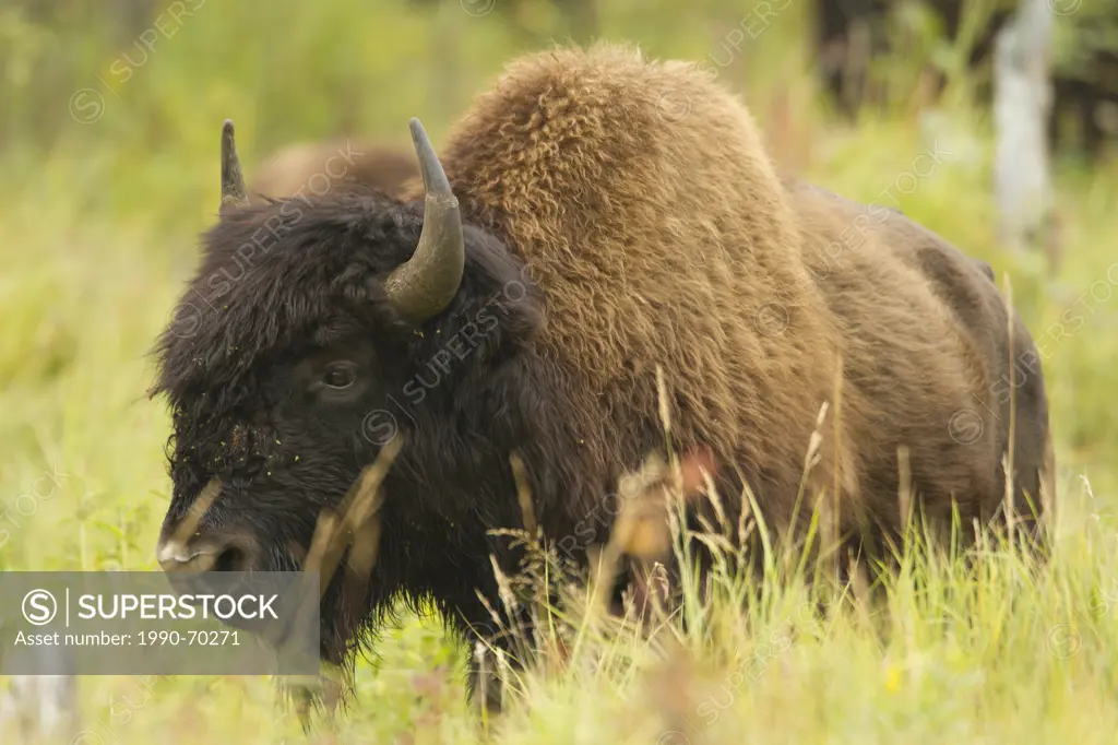 Wood Bison, Bison bison athabascae, Elk Island National Park, Alberta, Canada