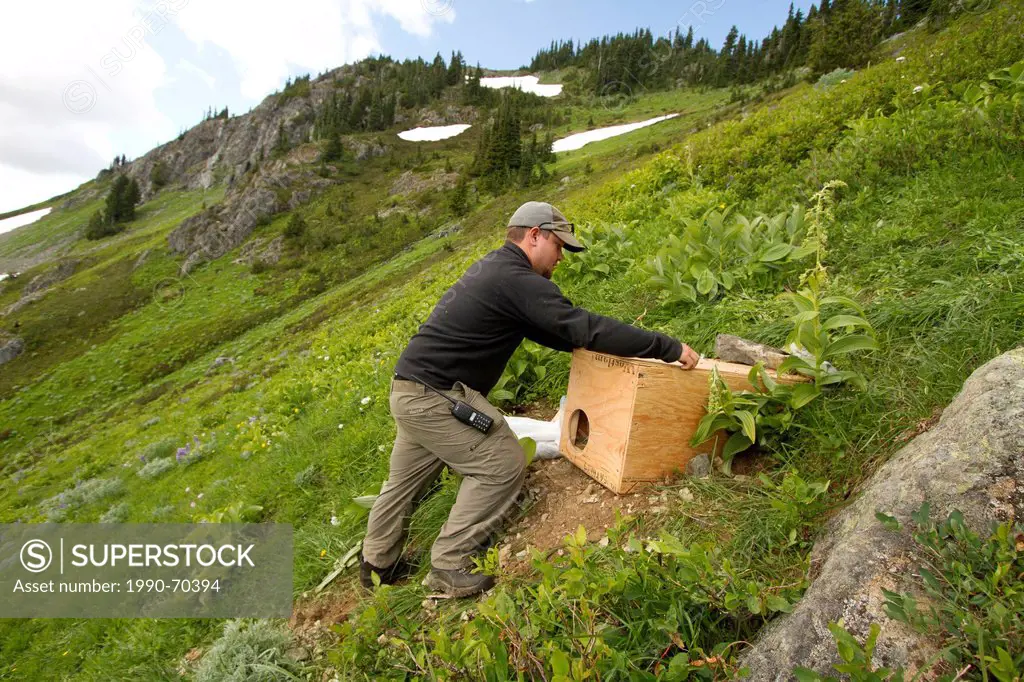 Vancounver Island Marmot release, Strathcona, BC, Canada