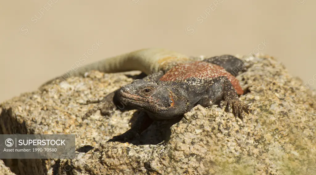 Chuckwalla, Sauromalus ater, California, USA