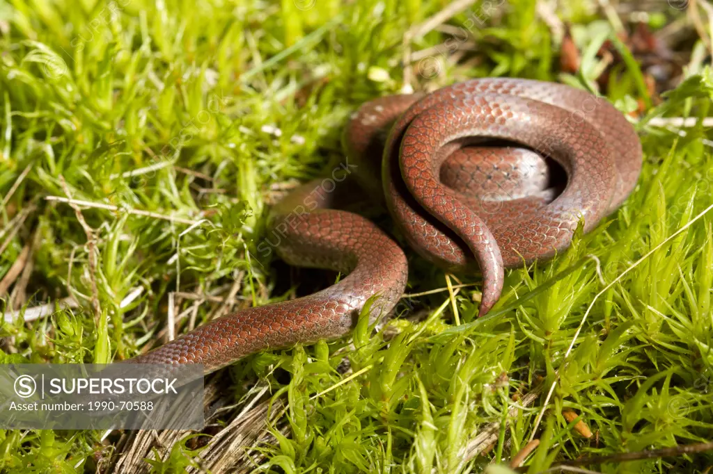 Sharp_tailed Snake, Contia tenuis, North Pender Island, BC, Canada