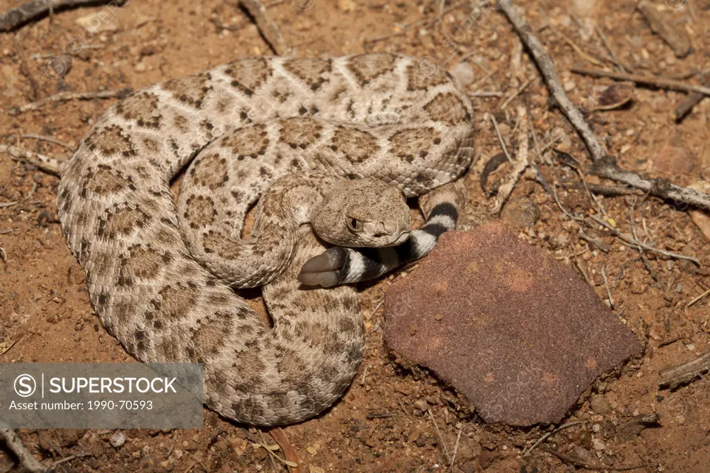 Western Diamondback Rattlesnake, Crotalus atrox, Arizona, USA