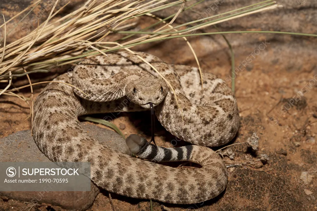 Western Diamondback Rattlesnake, Crotalus atrox, Arizona, USA