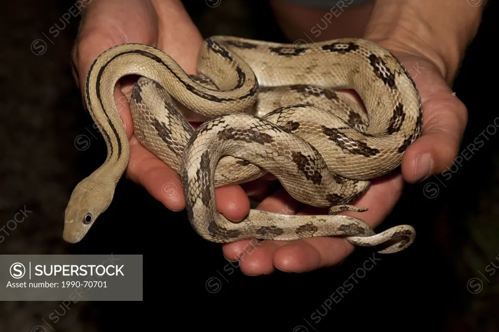 Trans_Pecos Rat Snake, Elaphe subcularis, Texas, USA