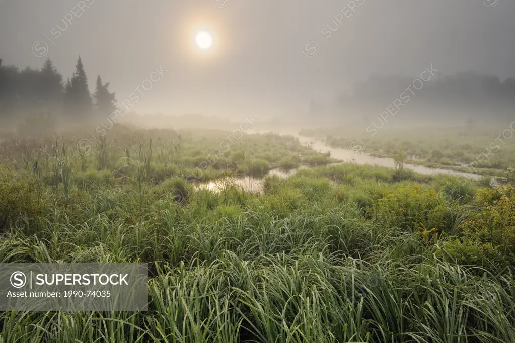 Dawn mists over a beaver pond