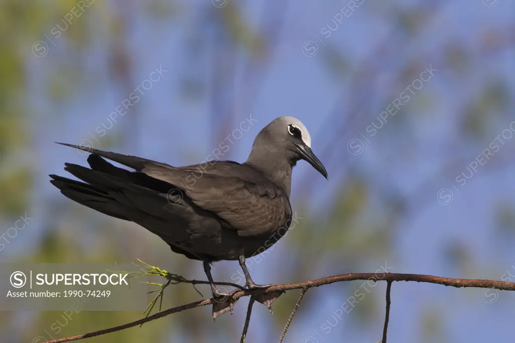 Brown noddy (Anous stolidus pileatus), roosting in invasive ironwood tree (Casuarina equisetifolia), Sand Island, Midway Atoll National Wildlife Refug...