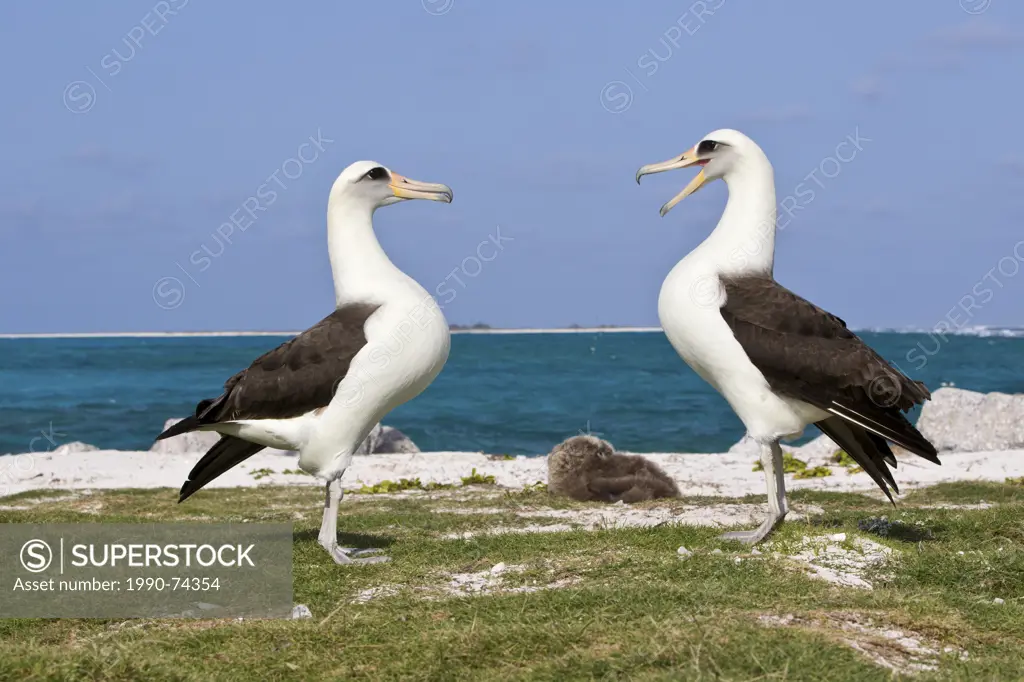 Laysan albatross (Phoebastria immutabilis), courtship, Sand Island, Midway Atoll National Wildlife Refuge, Northwest Hawaiian Islands. This species is...