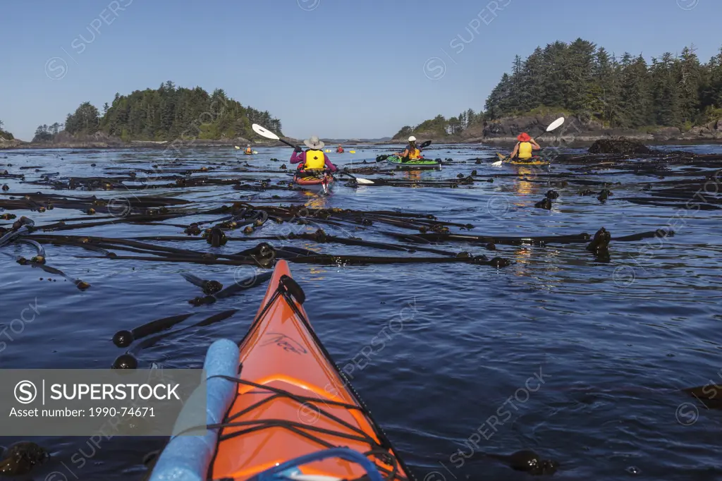 A group of kayakers paddle through Bull Kelp ( Nereocystis luetkeana ) beds as they explore Bartlett Island in Clayoquot Sound, British Columbia, Cana...