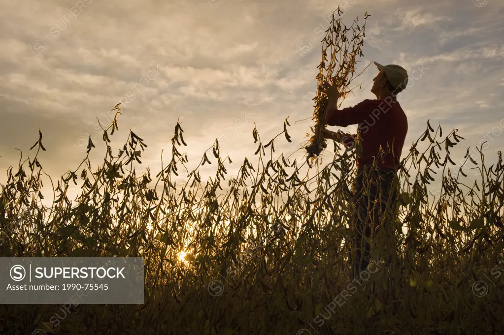 a farmer checks his crop in a mature soybean field, near Lorette, Manitoba, Canada