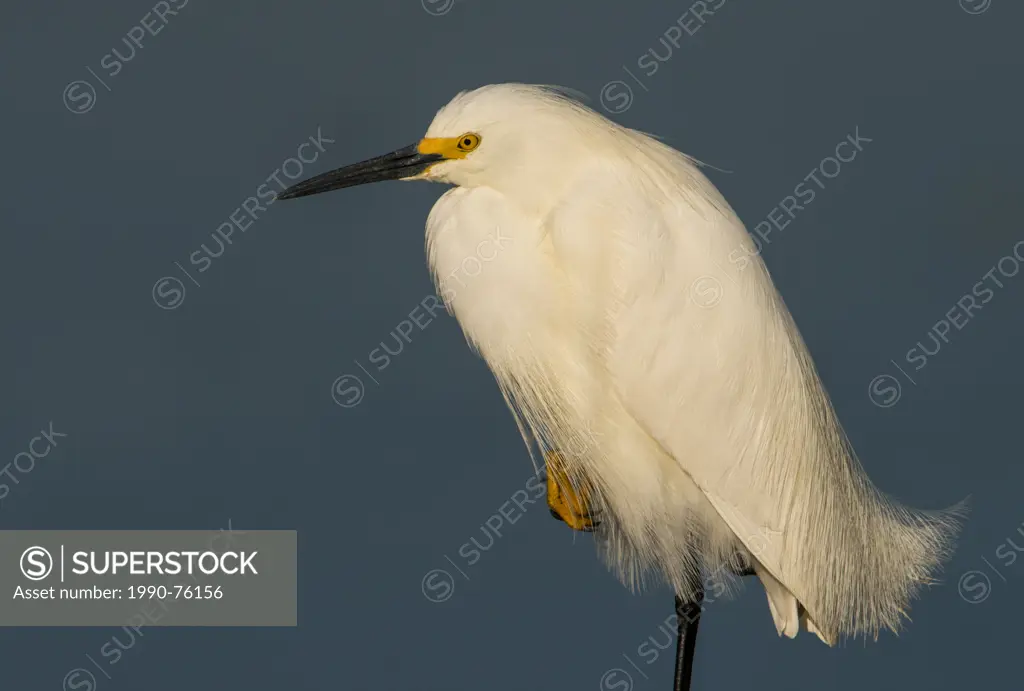Snowy Egret (Egretta thula) - Florida