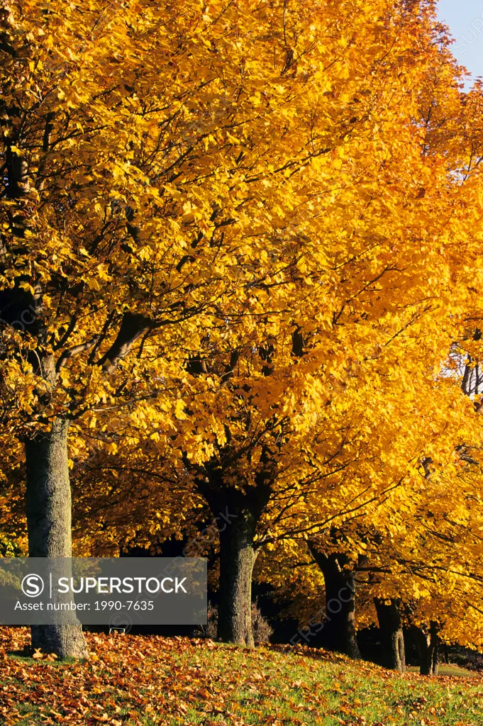 trees in fall foliage, Cornwall, Prince Edward Island, Canada