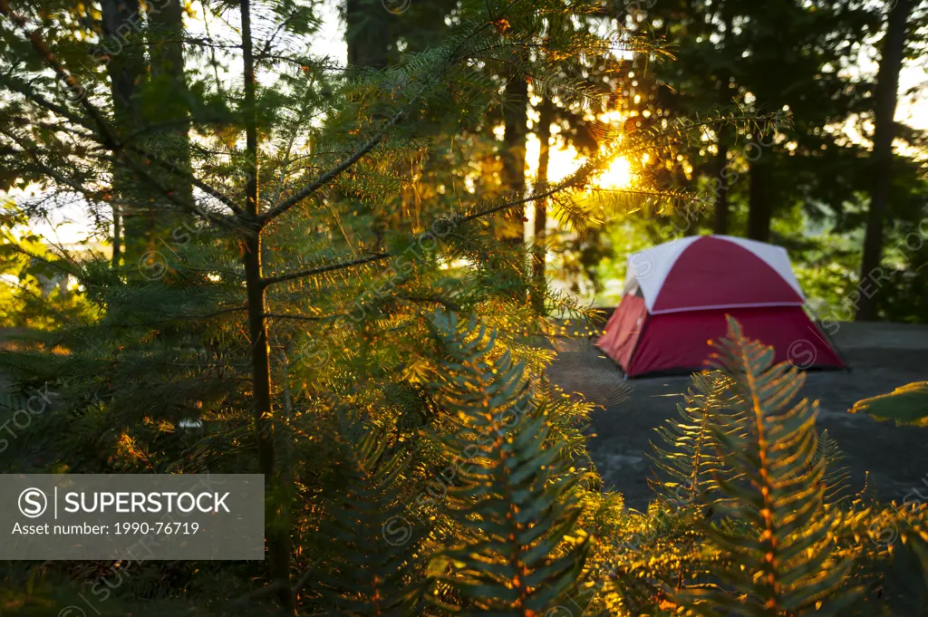 A tentsite is bathed in early morning light at the Zuiderzee Campground and Resort just outside of Nanaimo. Nanaimo, Vancouver Island, British Columbi...