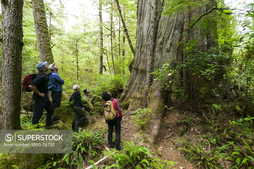 Dave Pinel and guests investigate a massive old growth Cedar tree on Spring Island. Kyuquot, Vancouver Island, British Columbia, Canada.