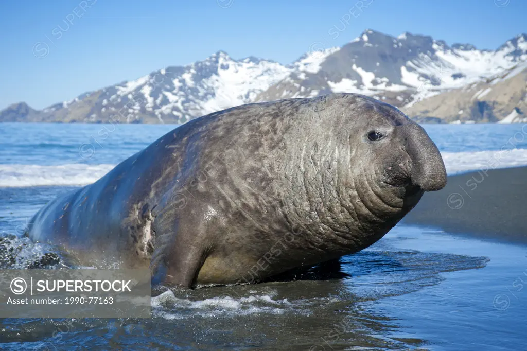 southern elephant seal bull