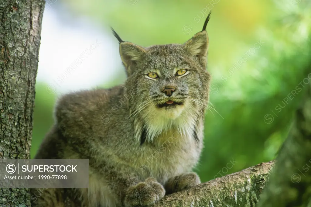 Lynx, (Felis lynx)