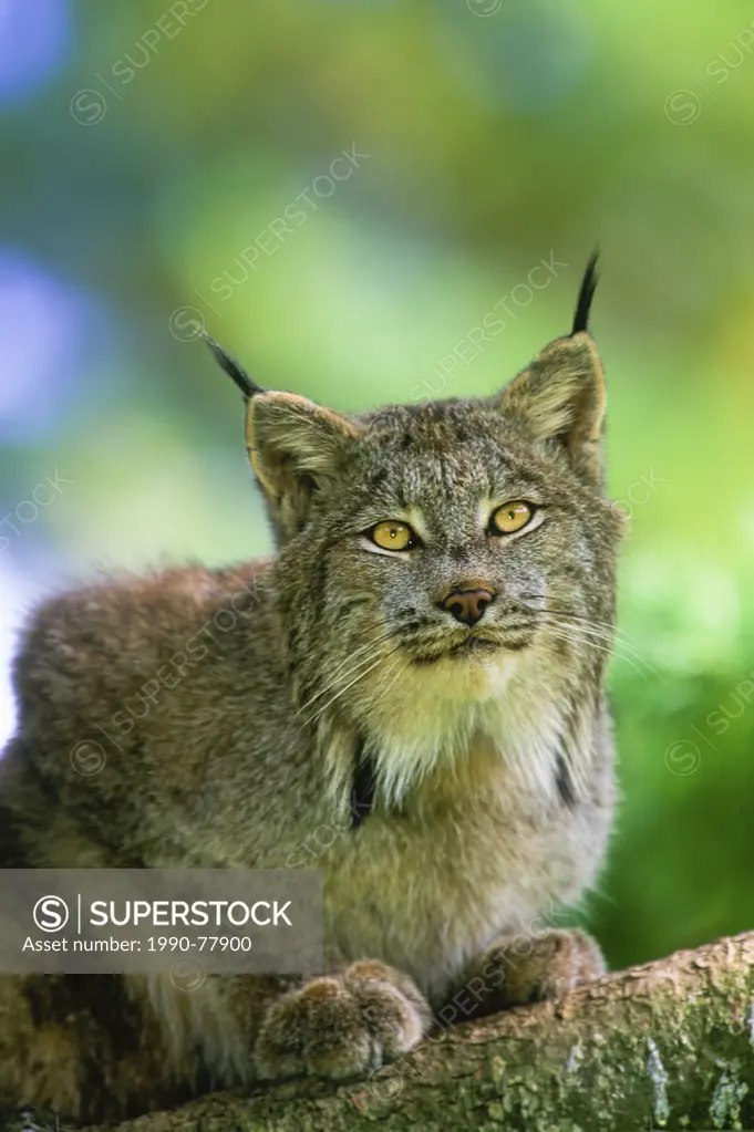 Lynx, (Felis lynx)