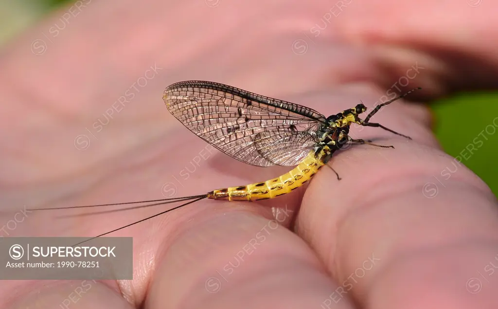 Danica Mayfly, Trout Fishing