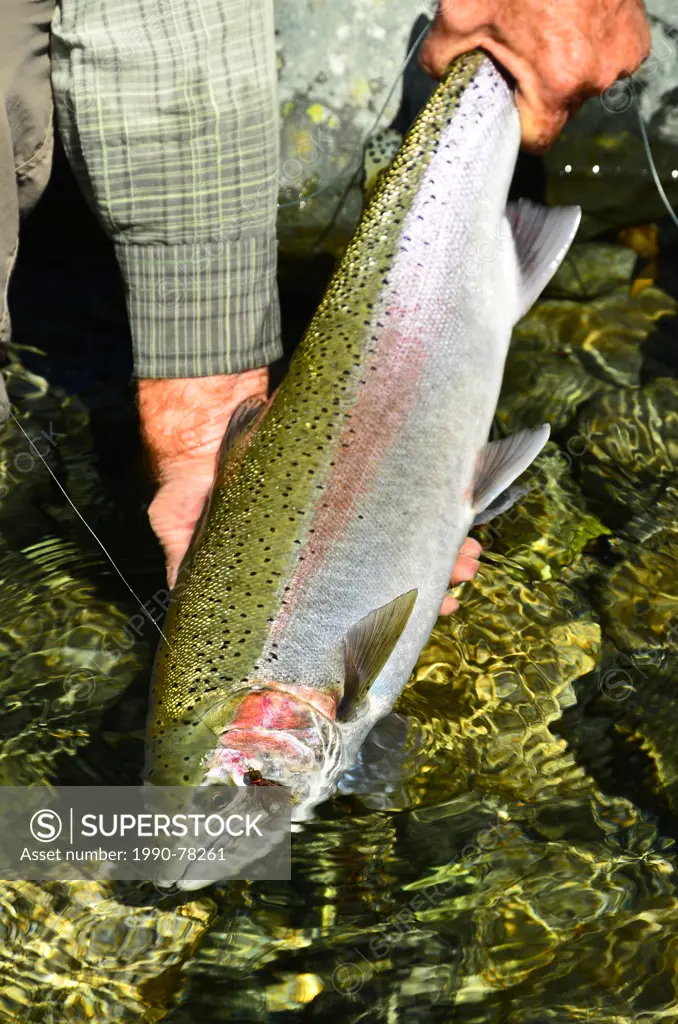 Man fly fishing, Vancouver Island, Stamp River, British Columbia, Canada