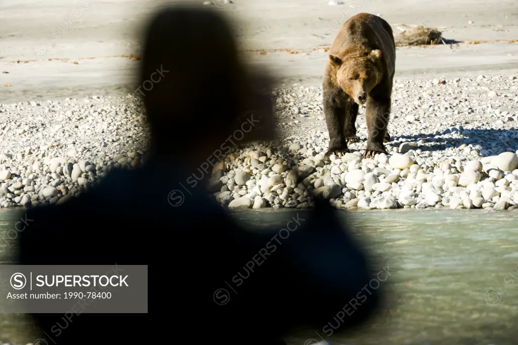 A close encounter with a Grizzly Bear, Ursus Horribilis, on the Homathko River, British Columbia