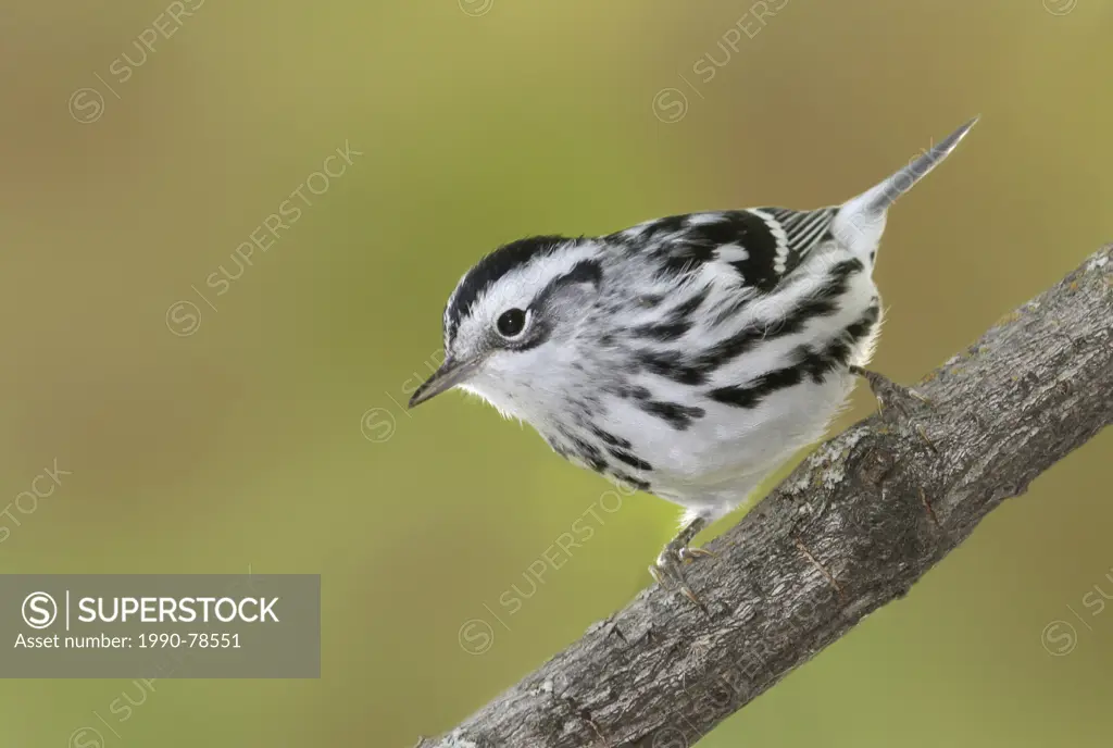 Black-and-white Warbler female, Mniotilta varia, scaling tree branch at Blackstrap Provincial Park, Saskatchewan, Canada